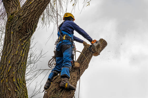 Dead Tree Removal